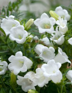 Campanula persicifolia Grandiflora Alba - Campanule à feuilles de pêcher - vue d'ensemble