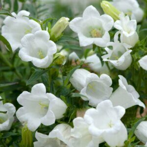 Campanula persicifolia Grandiflora Alba - Campanule à feuilles de pêcher - vue d'ensemble
