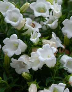 Campanula persicifolia Grandiflora Alba - Campanule à feuilles de pêcher - fleurs