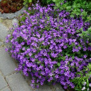 Campanula portenschlagiana - Campanule des murs - vue d'ensemble