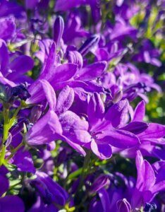 Campanula portenschlagiana - Campanule des murs - fleurs