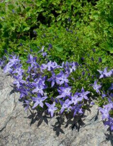 Campanula poscharskyana - Campanule des murets - vue d'ensemble