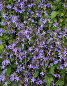 Campanula poscharskyana - Campanule des murets - vue d'ensemble