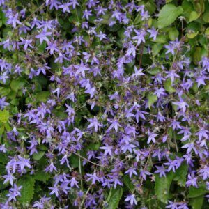 Campanula poscharskyana - Campanule des murets - vue d'ensemble