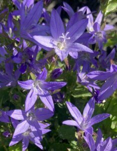 Campanula poscharskyana - Campanule des murets - fleurs