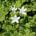 Campanula poscharskyana E.H. Frost - Campanule des murets - fleurs