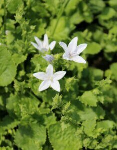 Campanula poscharskyana E.H. Frost - Campanule des murets - fleurs