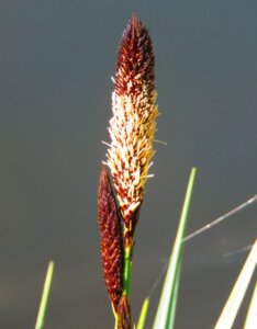 Carex acutiformis - Laîche des marais - inflorescence
