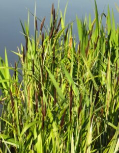 Carex acutiformis - Laîche des marais - feuillage