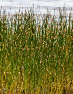Carex acutiformis - Laîche des marais - vue d'ensemble