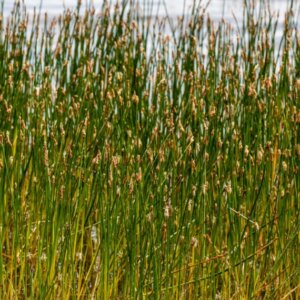 Carex acutiformis - Laîche des marais - vue d'ensemble