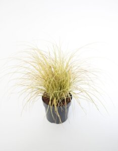 Carex brunnea Jenneke - Laîche - pot