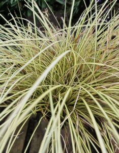 Carex brunnea Jenneke - Laîche - feuillage