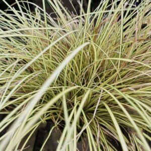 Carex brunnea Jenneke - Laîche - feuillage