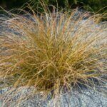 Carex buchananii - Laîche de Buchanan - vue d'ensemble