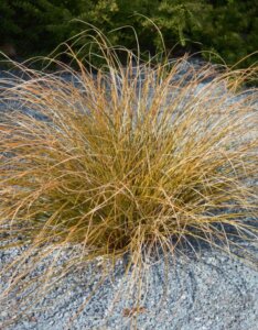 Carex buchananii - Laîche de Buchanan - vue d'ensemble