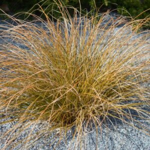 Carex buchananii - Laîche de Buchanan - vue d'ensemble