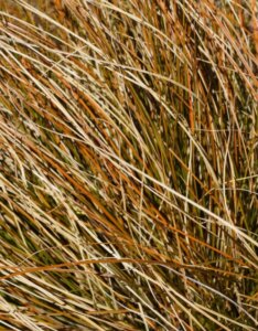 Carex buchananii - Laîche de Buchanan - feuillage