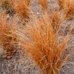 Carex comans Bronze Form - Laîche de Nouvelle-Zélande - vue d'ensemble
