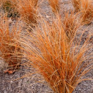 Carex comans Bronze Form - Laîche de Nouvelle-Zélande - vue d'ensemble