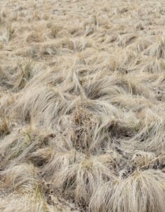 Carex comans Frosted Curls - Laîche de Nouvelle-Zélande - vue d'ensemble