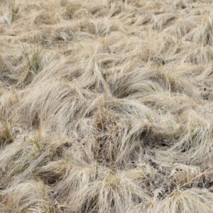 Carex comans Frosted Curls - Laîche de Nouvelle-Zélande - vue d'ensemble