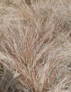Carex comans Frosted Curls - Laîche de Nouvelle-Zélande - feuillage