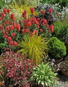 Carex elata Aurea - Laîche élevée - vue d'ensemble