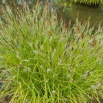 Carex elata Aurea - Laîche élevée - vue d'ensemble