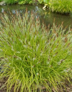 Carex elata Aurea - Laîche élevée - vue d'ensemble