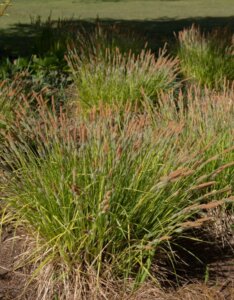 Carex elata - Laîche élevée - vue d'ensemble