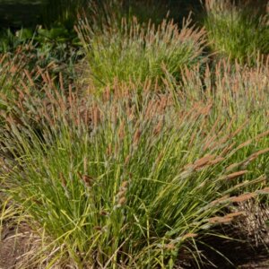 Carex elata - Laîche élevée - vue d'ensemble