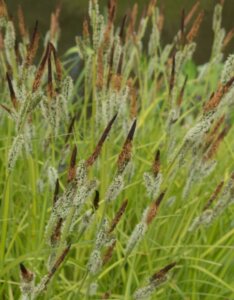 Carex elata - Laîche élevée - feuillage