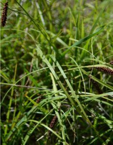 Carex flacca - Laîche flasque - feuillage