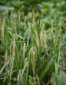Carex flacca - Laîche flasque - vue d'ensemble