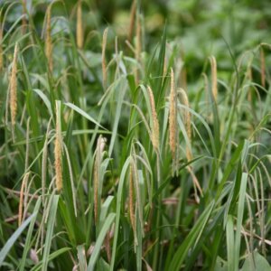 Carex flacca - Laîche flasque - vue d'ensemble