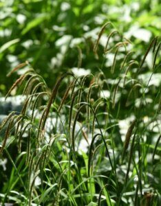 Carex flacca - Laîche flasque - inflorescences