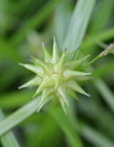 Carex grayi - Laîche Gray - inflorescence