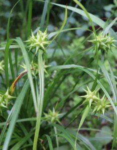 Carex grayi - Laîche Gray - vue d'ensemble