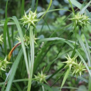 Carex grayi - Laîche Gray - vue d'ensemble