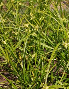 Carex grayi - Laîche Gray - feuillage