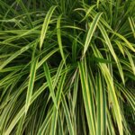 Carex morrowii Goldband - Laîche du Japon - vue d'ensemble