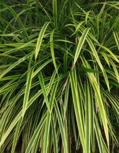 Carex morrowii Goldband - Laîche du Japon - vue d'ensemble