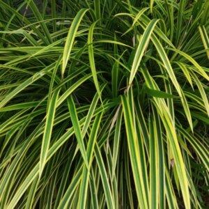 Carex morrowii Goldband - Laîche du Japon - vue d'ensemble