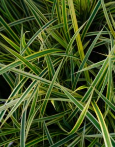 Carex morrowii Goldband - Laîche du Japon - feuillage