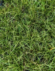 Carex morrowii Goldband - Laîche du Japon - jeunes plants