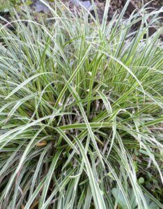 Carex morrowii Ice Dance - Laîche du Japon - vue d'ensemble