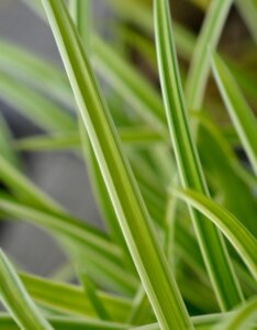 Carex morrowii Ice Dance - Laîche du Japon - jeunes pousses