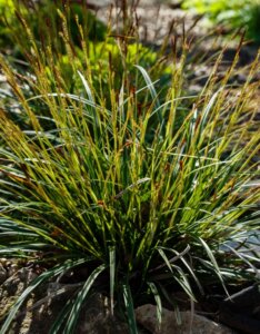 Carex morrowii - Laîche du Japon - inflorescences