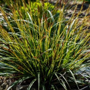 Carex morrowii - Laîche du Japon - inflorescences